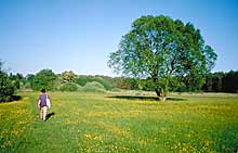 Blumenwiese in Brandenburg